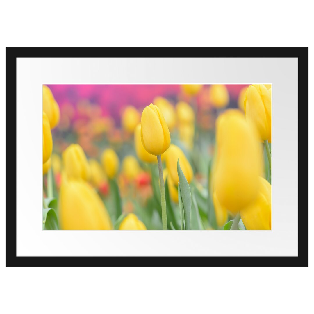 Gerahmtes Poster Gelbe Tulpen im Frühling