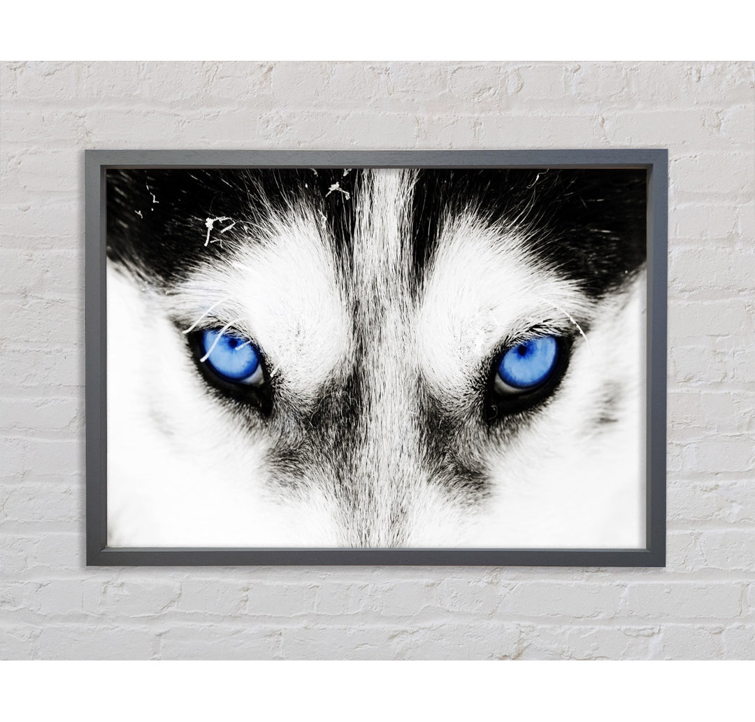 Husky Dog Blues - Einzelner Bilderrahmen Kunstdrucke auf Leinwand