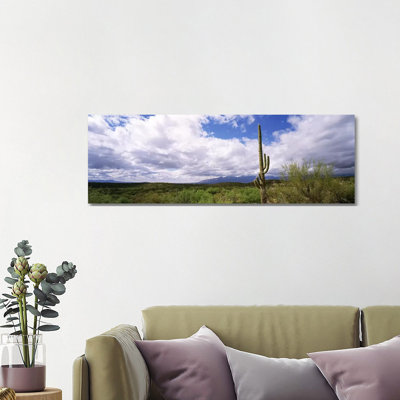 Cactus In A Desert, Saguaro National Monument, Tucson, Arizona, USA - Wrapped Canvas Panoramic Print