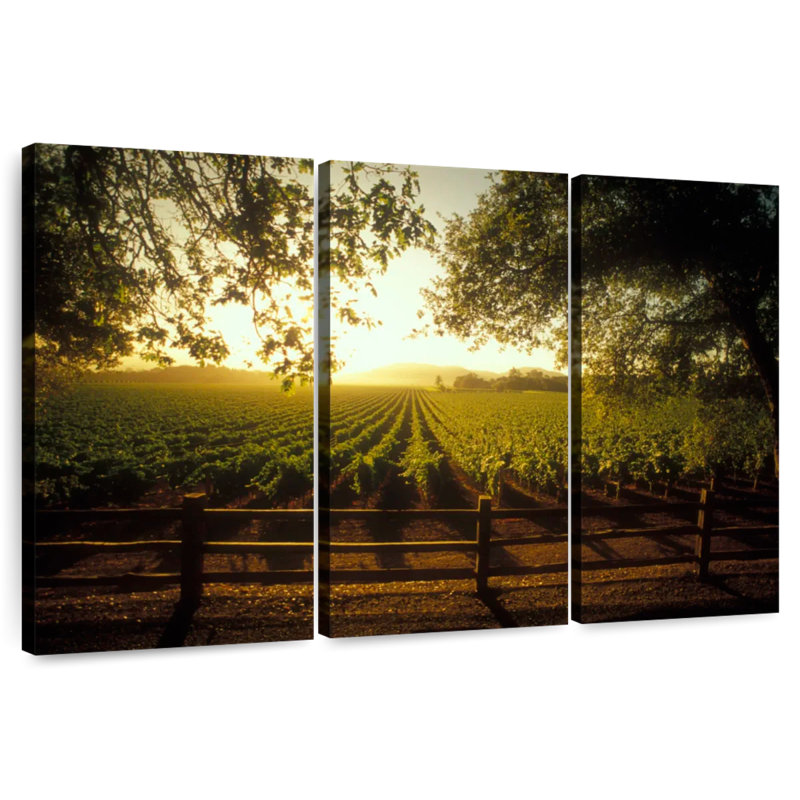 Alvord Oakville Vineyard, H 42 po x l 65 po