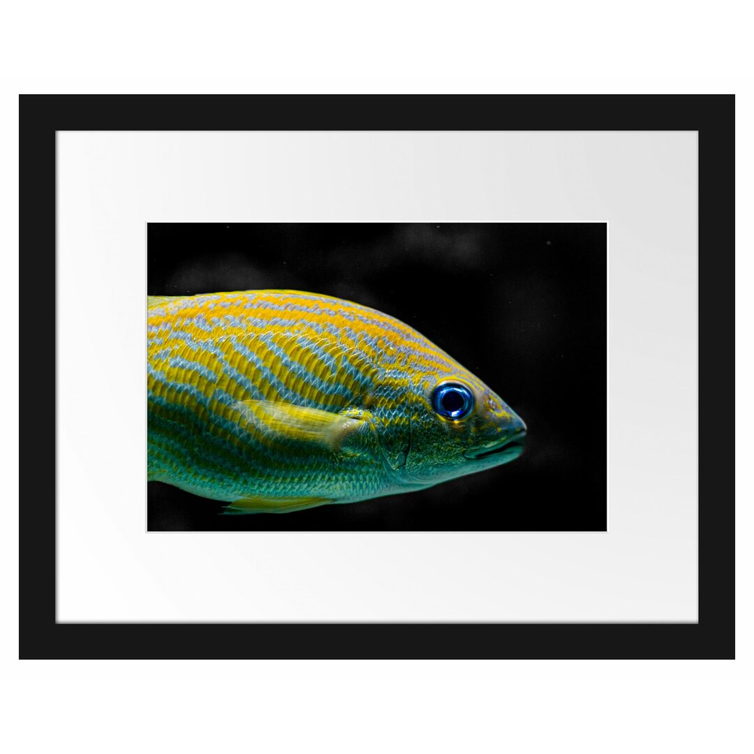 Gestreifter Fisch Gerahmter Fotokunstdruck Poster