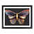 Black Framed selected