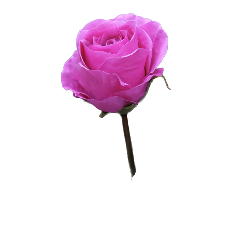 Large bud Rose, Brigh Pink