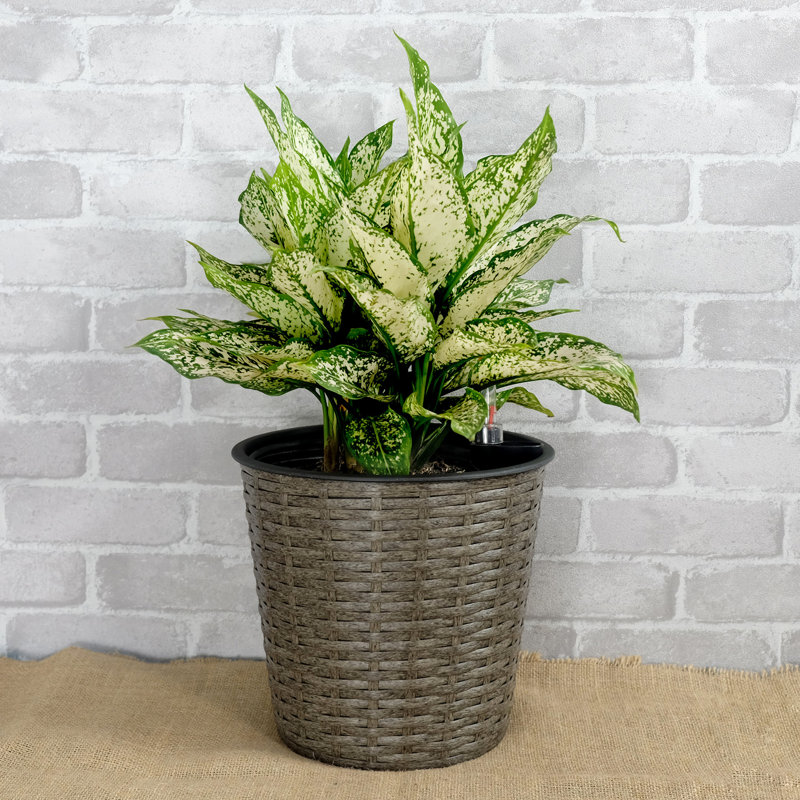 Self-Watering Decor Planter - Grey Round 2 For Patio Outdoor Diving Spot