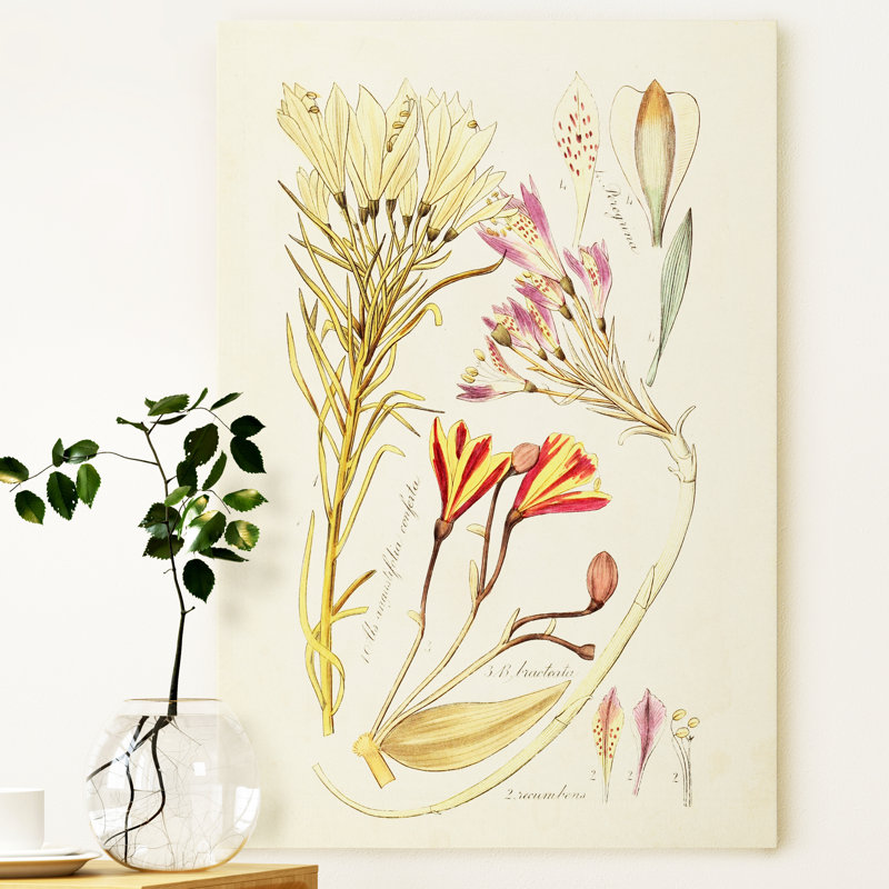 Reproduction botanique antique sur toile, H 12 po x l 8 po x P 1 po, Toile tendue