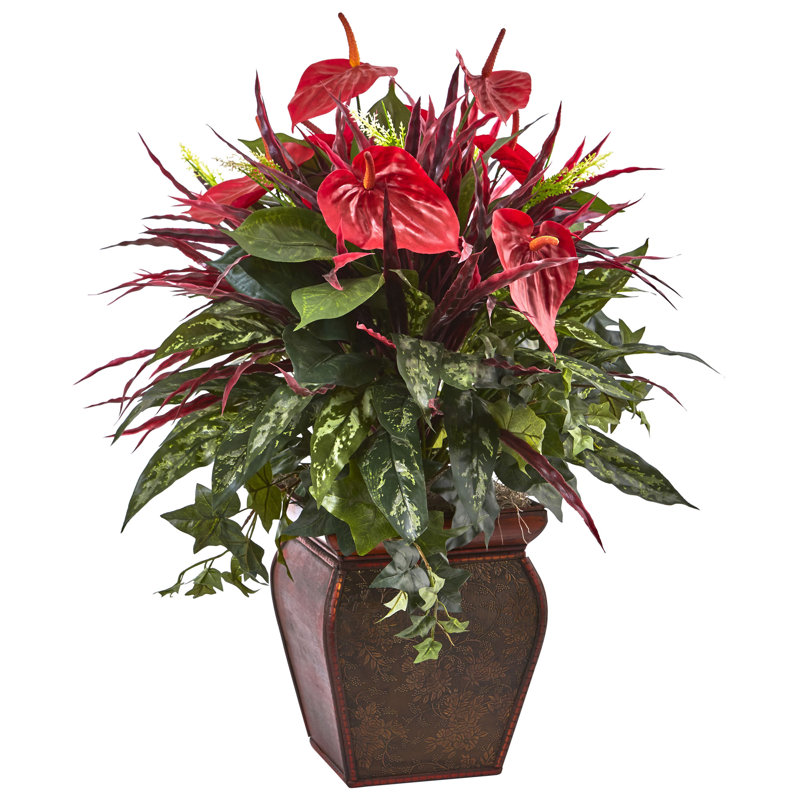 Anthurium plante à fleurs mélangée en pot