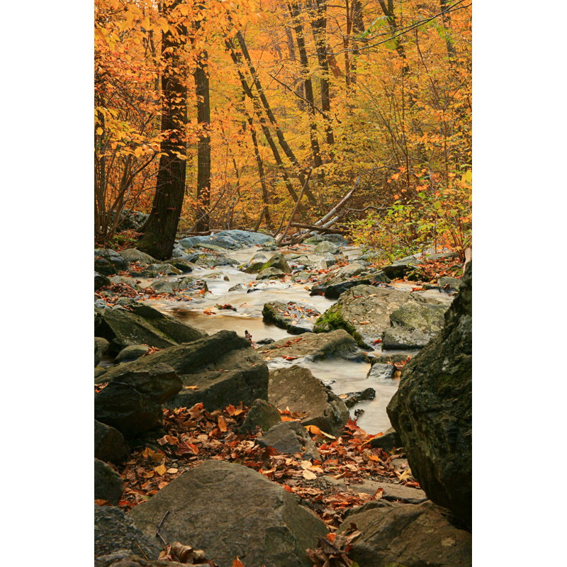 Fall Forest Stream - Photographie sur toile tendue, H 18 po x l 12 po