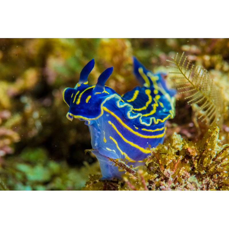 " Nudibranch " by Yfhishinuma, 12" W x 8" H
