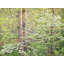 Tennessee Spring Forest Print by Bruce Heinemann-65805319-132439391