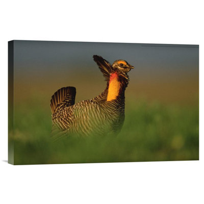 " Greater Prairie Chicken Male "