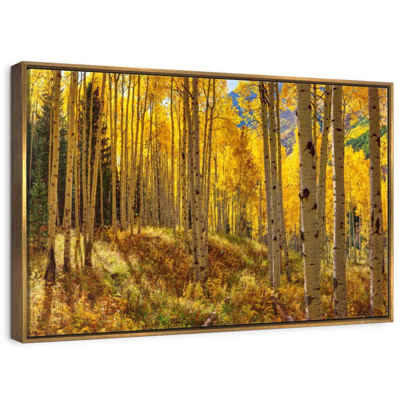 Autumn Aspen Forest, Colorado, États-Unis, 19 po x 13 po, Cadre flottant doré