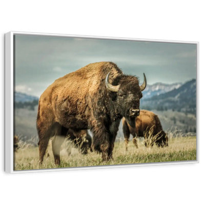 Bison du Wyoming