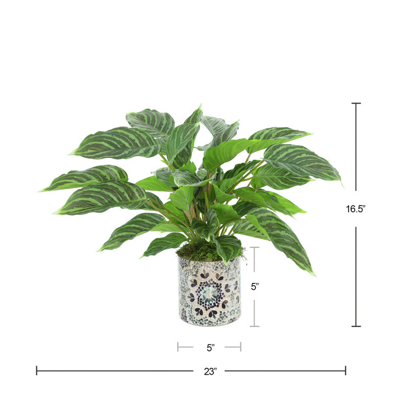 Rohdea Japonica Bush in Decorative Glass Vase