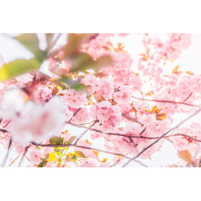 Cherry Blossom Flowers by Serts - Print