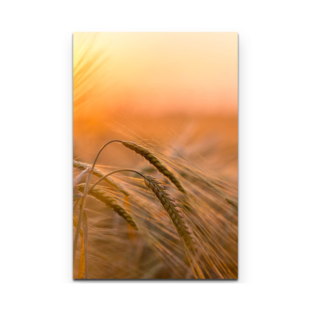 Leinwandbild Goldene Ähren im Sonnenlicht