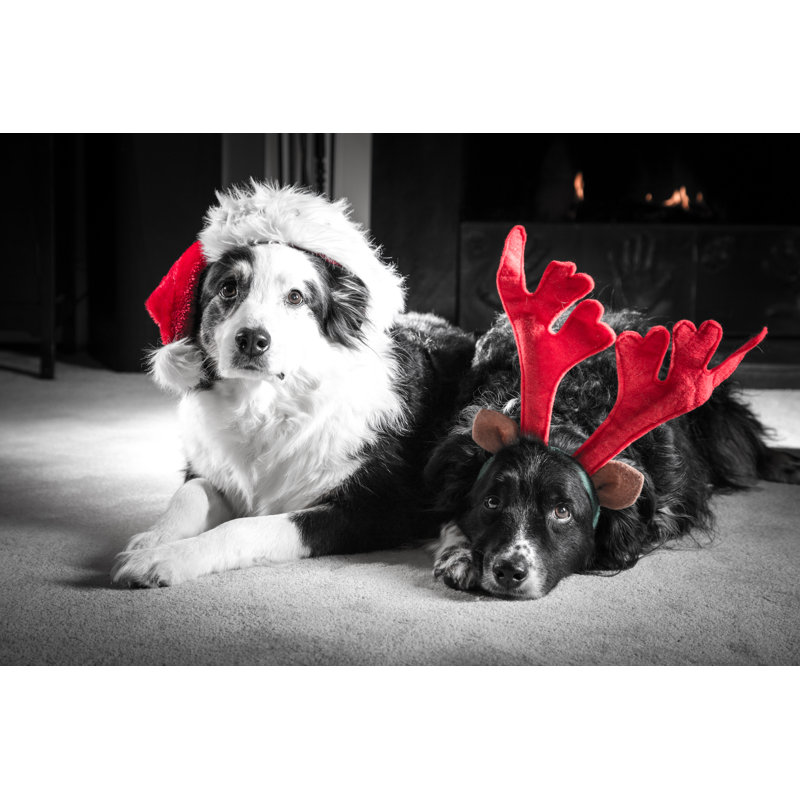 Christmas Card Dogs - Wrapped Canvas Print, 20cm H x 30cm W
