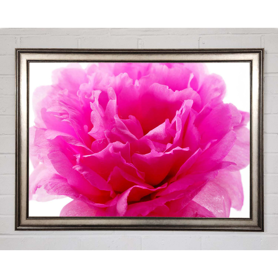 Pink Carnation Ruffles - Einzelner Bilderrahmen Kunstdrucke