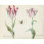 «Two Tulips with Butterfly…» par Jacob Marrel - Art mural sur toile tendue avec châssis-1022641501