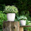 Classico Pot Planter-16493098-16493103