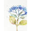 Bloom V Print by Allyson Fukushima-26930632-26930633