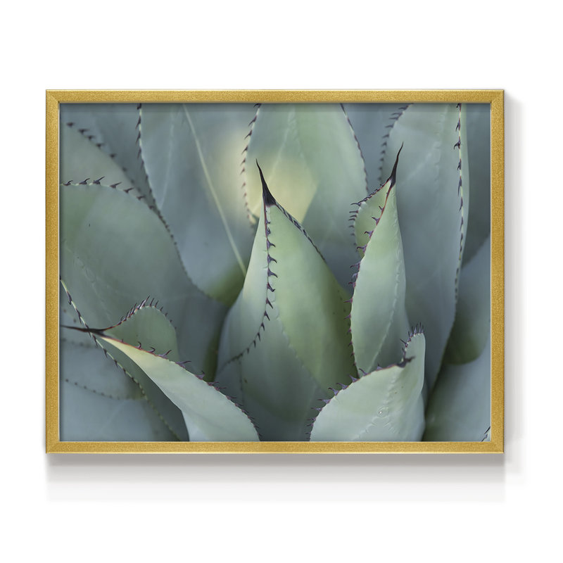 Agave bleu I - reproduction encadrée - réarmable