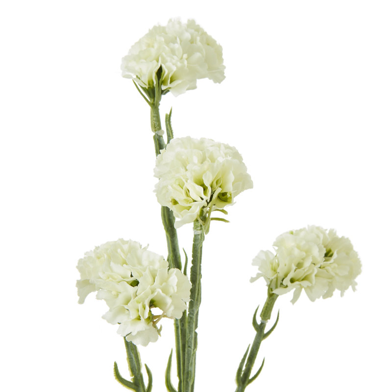 Anastasija Arrangement