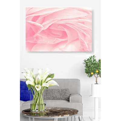 Gros plan d'une rose rose, fleurs, fleurs