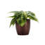 Live Brazil Philodendron Plant in Classic Pot-49662239