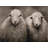 Sheep Sepia Print On Canvas-98694324