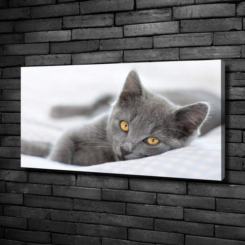 Gray Cat - No Frame Print on Canvas
