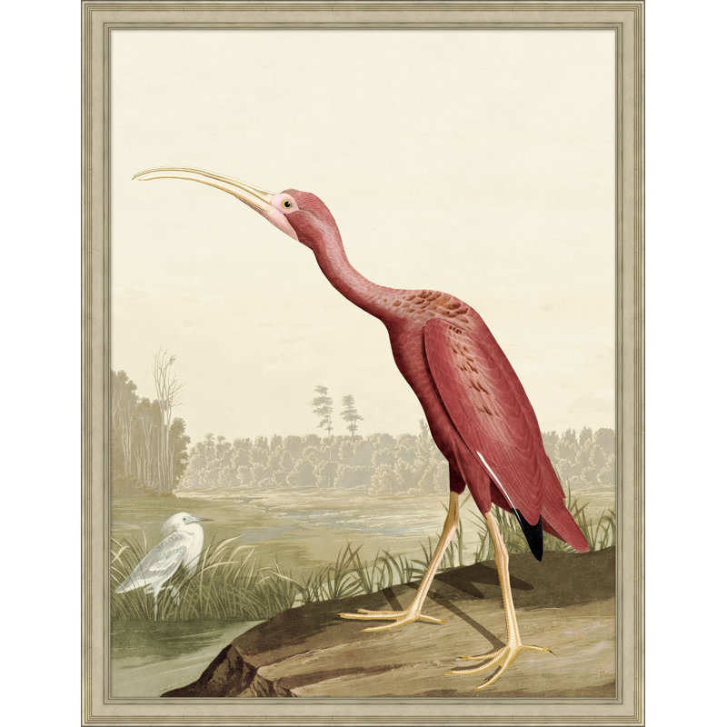 Audubon ibis 2 - reproduction de cadre photo simple