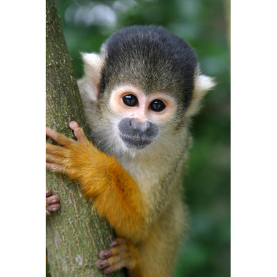 Squirrel Monkey - Photographie sur toile tendue