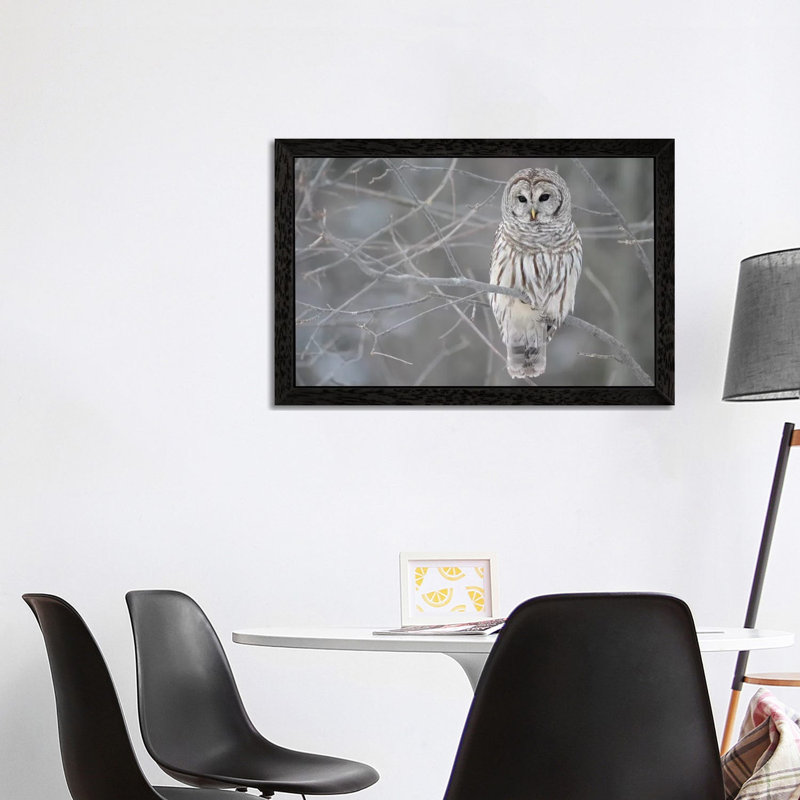 Barred Owl On Branches - Floater Frame Print on Canvas, 66.04 cm H x 45.72 cm W, Black Framed