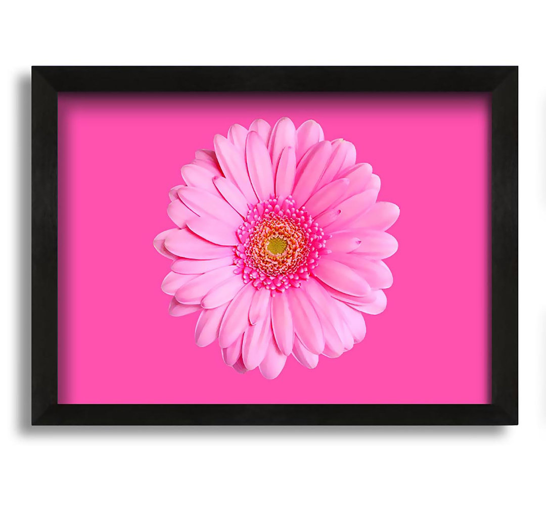 Gerahmtes Leinwandbild Baby Pink on Pink Gerbera