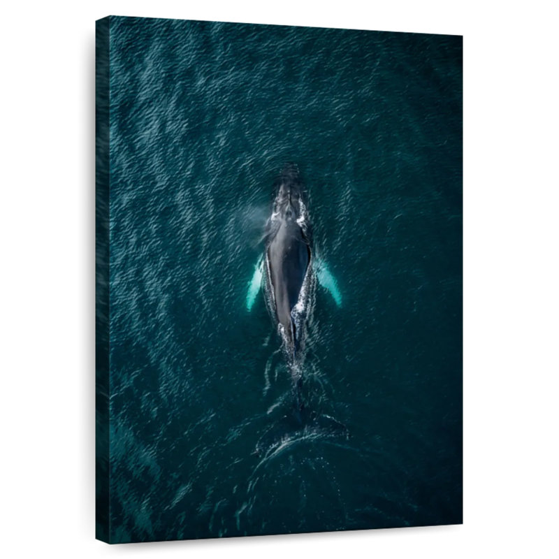 Baleine à bosse nageant, H 39 po x l 26 po