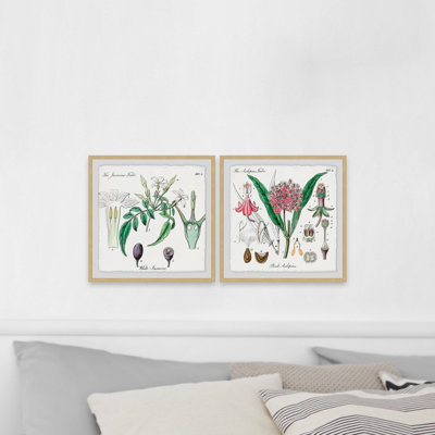 Crinum - ensemble de 2 reproductions d'art graphique