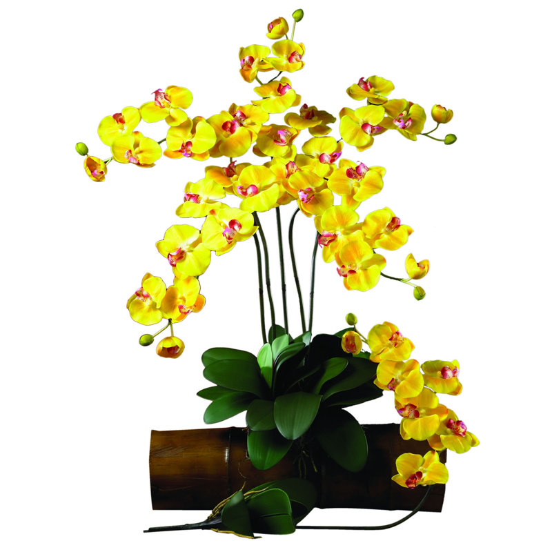 Orchid Arrangement, Yellow