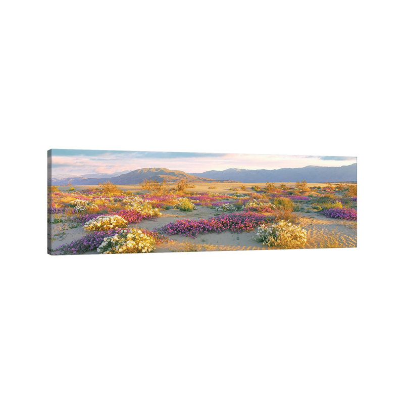 Sand Verbena And Primrose Growing In Sand Dunes Of Anza-Borrego Desert State Park, California, USA - Wrapped Canvas Panoramic Print