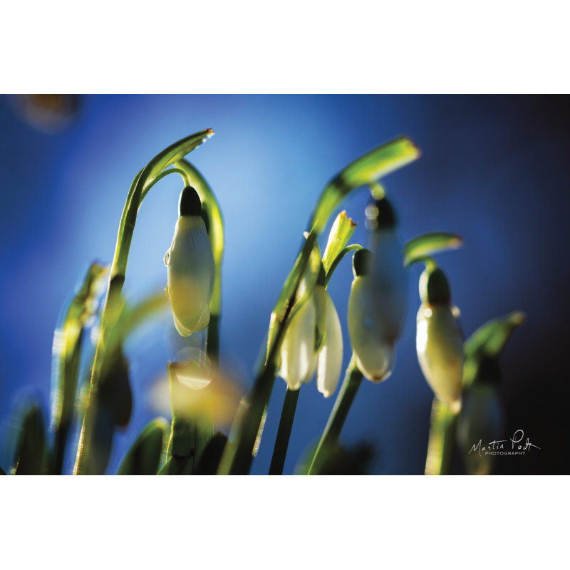 " Snowdrops V " by Martin Podt, 8" H x 12" W, White Single Picture Framed Paper without Mat
