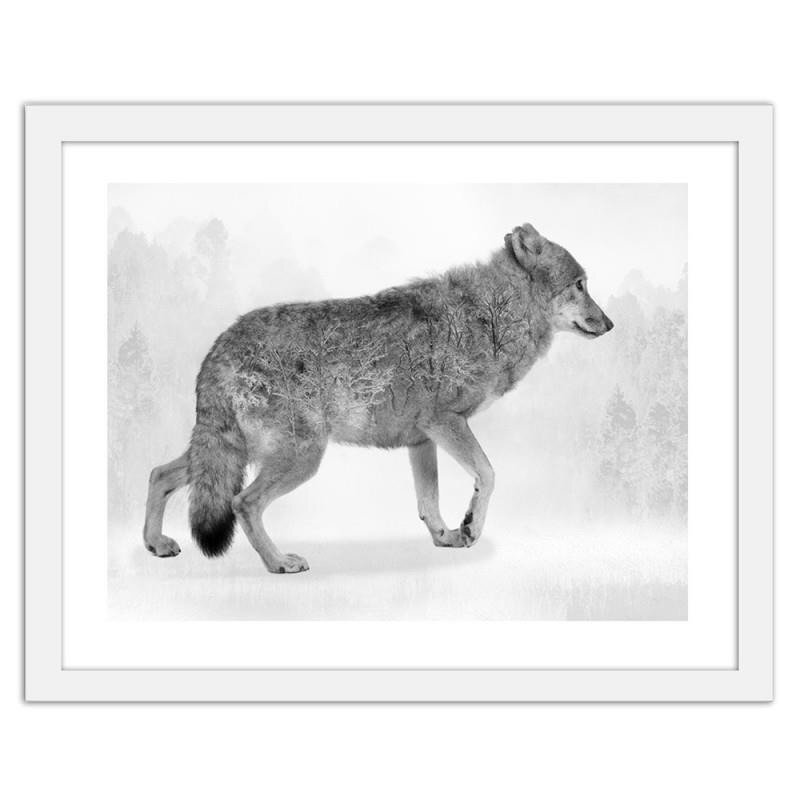 Gerahmter Fotodruck Grey Wolf 2