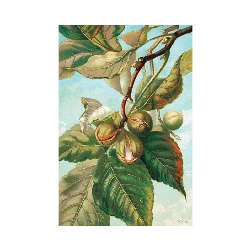 Tree Branch With Fruit I by Stellar Design Studio - Wrapped Canvas Gallery-Wrapped Canvas Giclée, 66.04 cm H x 45.72 cm W