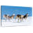 Husky Sled Dogs-1768176441