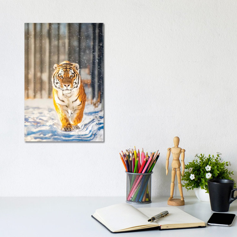 Approaching Tiger In Winter by Nik Rave - Wrapped Canvas Print, 20.32 cm H x 30.48 cm W