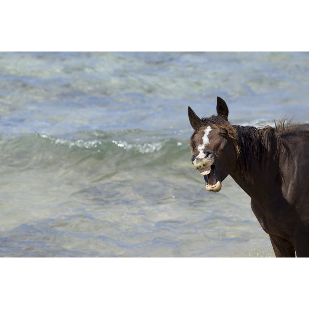 Braunes Pferd am Strand lachend von Grafissimo - Druck