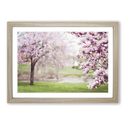 Landscape Magnolia Blossom Tree Framed Photographic - Framed Print
