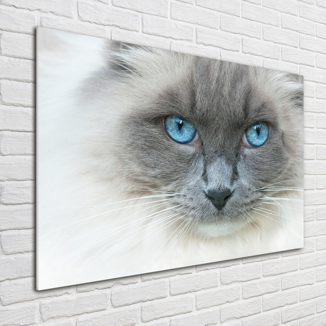 Cat With Blue Eyes - Unframed Art Prints on Glass