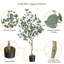 Eucalyptus artificiel avec feuilles de dollar argent