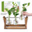 Plante terrarium avec support en bois-1124183995