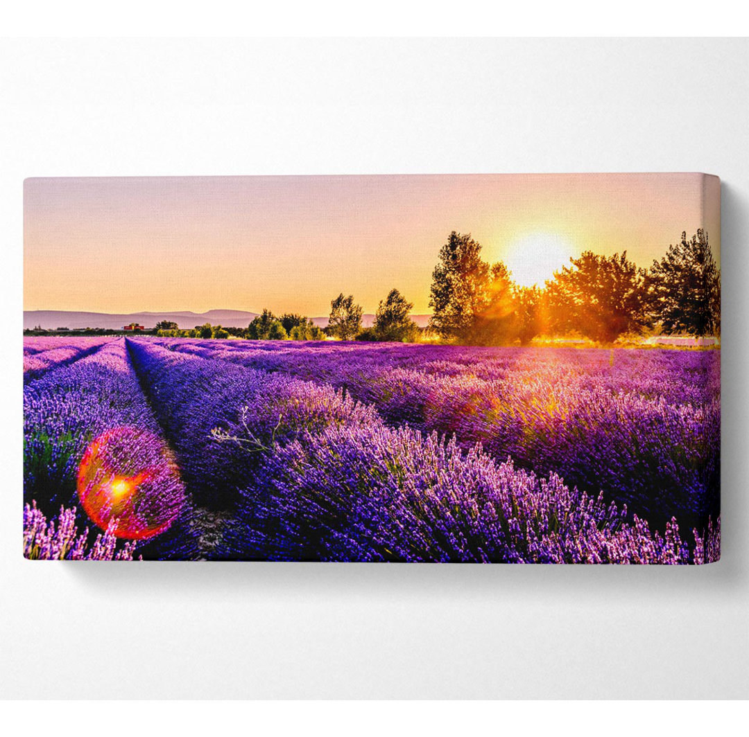 Sunflare Over The Lavender - Panorama-Kunstdrucke auf Leinwand - Wrapped Canvas