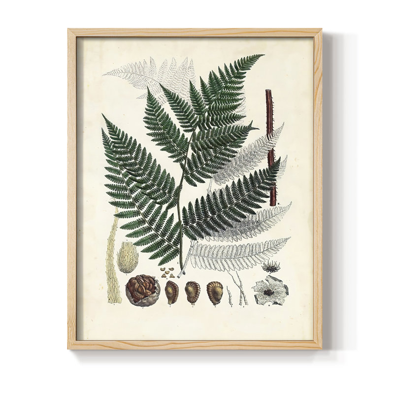 Collection de fougères IV, reproduction encadrée - bois massif, H 30 po x l 24 po